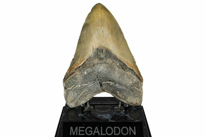 Fossil Megalodon Tooth - North Carolina #351724